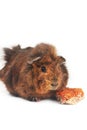 Brown guinea pig Royalty Free Stock Photo