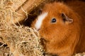 Brown guinea pig Royalty Free Stock Photo