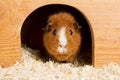 Brown guinea pig Royalty Free Stock Photo