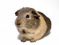 Brown Guinea pig Royalty Free Stock Photo