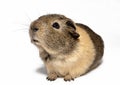 Brown Guinea pig Royalty Free Stock Photo
