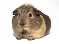 Brown Guinea pig Royalty Free Stock Photo