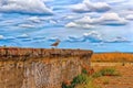 A brown gull stands on an old concrete wall Royalty Free Stock Photo