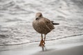 Brown gull walking on the beach against a blurred background.