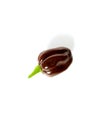 Brown habanero chili pepper isolated on a white background