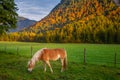 Brown haflinger Horse grazing on tirolean landscape at autumn