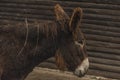 Brown hair donkey with wooden fence and long ears