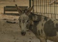 Brown hair donkey with wooden fence and long ears
