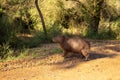 Brown hair field animal. Mammal herbivore called carpincho that lives in the field and in mud puddles