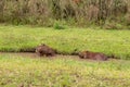 Brown hair field animal. Mammal herbivore called carpincho that lives in the field and in mud puddles