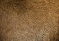 Brown hair goat skin - real genuine natural fur, free space for text. Goat fur close up. Texture of a light brown animal fur coat. Royalty Free Stock Photo