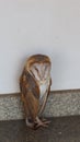 1 brown-haired owl sits on the ground, selectable focus, wildlife concept.