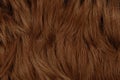 Brown hairs, textured background Royalty Free Stock Photo