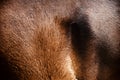 Brown hairs of a wild horse body unique photo