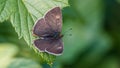 Brown Hairstreak, the male is dark brown on the upperside with orange tails, on the blackcurrent leaf Royalty Free Stock Photo