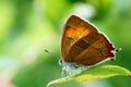 Brown hairstreak Thecla betulae butterfly