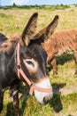 Brown hairy breed of donkey on a meadow, cute, long ears