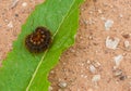 A brown hairy caterpillar on a green leaf Royalty Free Stock Photo