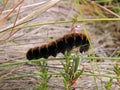 Brown hairy caterpillar , Lithuania