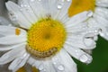 Brown hairy caterpillar on a yellow daisy flower cover in dew drops