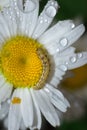 Brown hairy caterpillar on a yellow daisy flower cover in dew drops