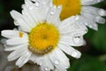 Brown hairy caterpillar on a yellow daisy flower cover in dew drops