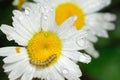 Brown hairy caterpillar on a yellow daisy flower cover in dew drops