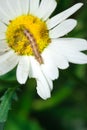 Brown hairy caterpillar on a yellow daisy flower cover in dew drops