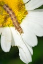 Brown hairy caterpillar on a yellow daisy flower cover in dew drops