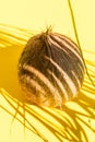 Brown hairy coconut in palm leaf silhouette pattern. Bright yellow background. Hard light harsh shadows. Creative food poster. Royalty Free Stock Photo