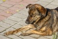 Brown hairy, cute dog, mongrel is sitting on the sidewalk, close-up