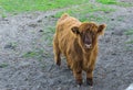 Brown hairy highland calf, a juvenile highland cow Royalty Free Stock Photo