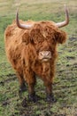 A brown hairy highland cattle stands in the swampy area on the meadow and scratches and looks frontally into the camera