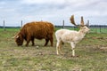 A brown hairy Scottish cow and a large white deer