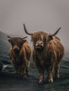 Brown hairy Scottish highland cattle with foggy background