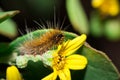 Brown Hairy Tiger Moth caterpillar eating a yellow flower Royalty Free Stock Photo