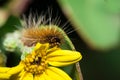 Brown Hairy Tiger Moth caterpillar eating a yellow flower Royalty Free Stock Photo