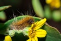 Brown Hairy Tiger Moth caterpillar eating a yellow flower Royalty Free Stock Photo