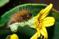 Brown Hairy Tiger Moth caterpillar eating a yellow flower Royalty Free Stock Photo