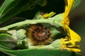 Brown Hairy Tiger Moth caterpillar eating a yellow flower Royalty Free Stock Photo