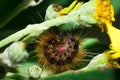 Brown Hairy Tiger Moth caterpillar eating a yellow flower Royalty Free Stock Photo