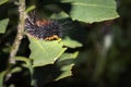 Brown Hairy Tiger Moth caterpillar eating a yellow flower Royalty Free Stock Photo