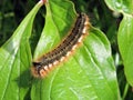 Brown hairy track on green leaf, Lithuania