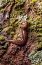 Brown Hammerhead Flatworm Predating Tiny Snail on Mossy Bark Royalty Free Stock Photo