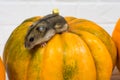 A brown hamster crawls from above on an orange pumpkin on a white background. Childbirth concept.