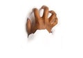 Brown hand through crack white background paper