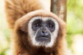 Brown handed gibbon or Lar Gibbon, Thailand Royalty Free Stock Photo