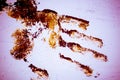 Brown Handprint on White