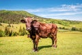 Brown happy cow on green lawn in mountains Royalty Free Stock Photo