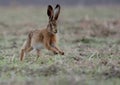 Brown Hare Royalty Free Stock Photo